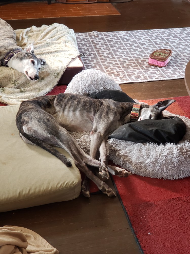 Katy sleeping on two beds