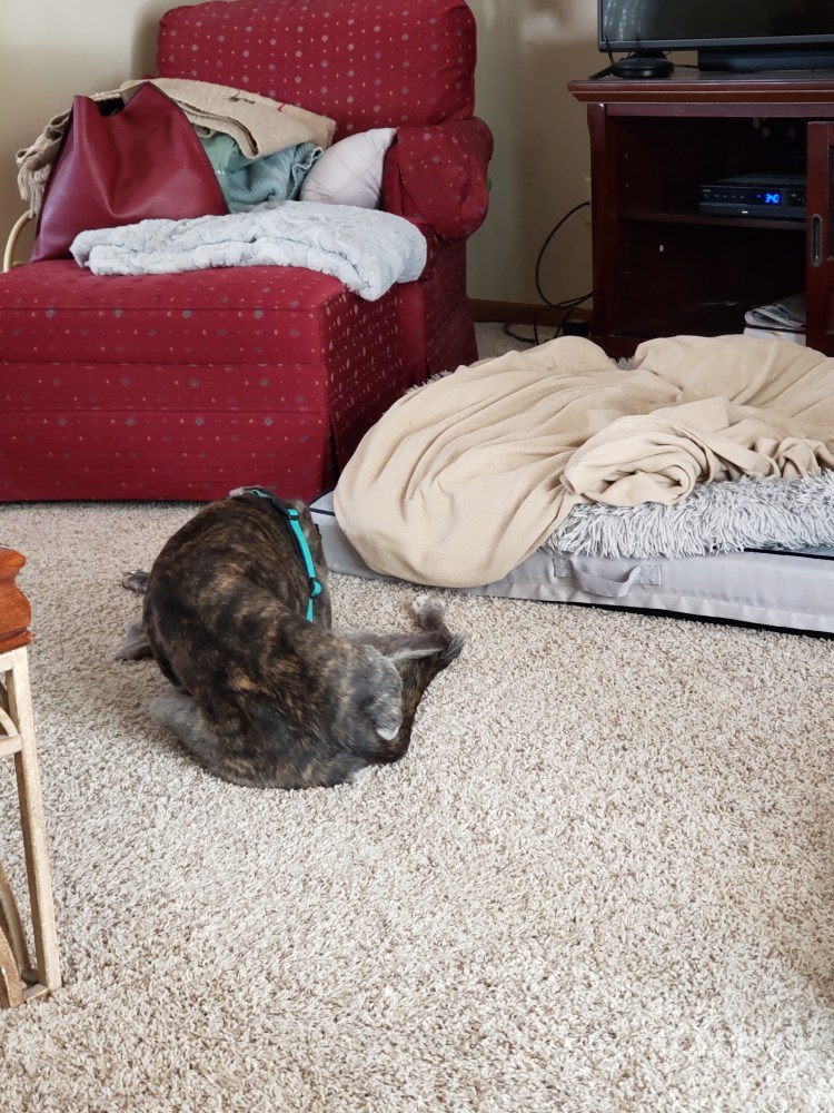 Katy lying on the floor next to her beds