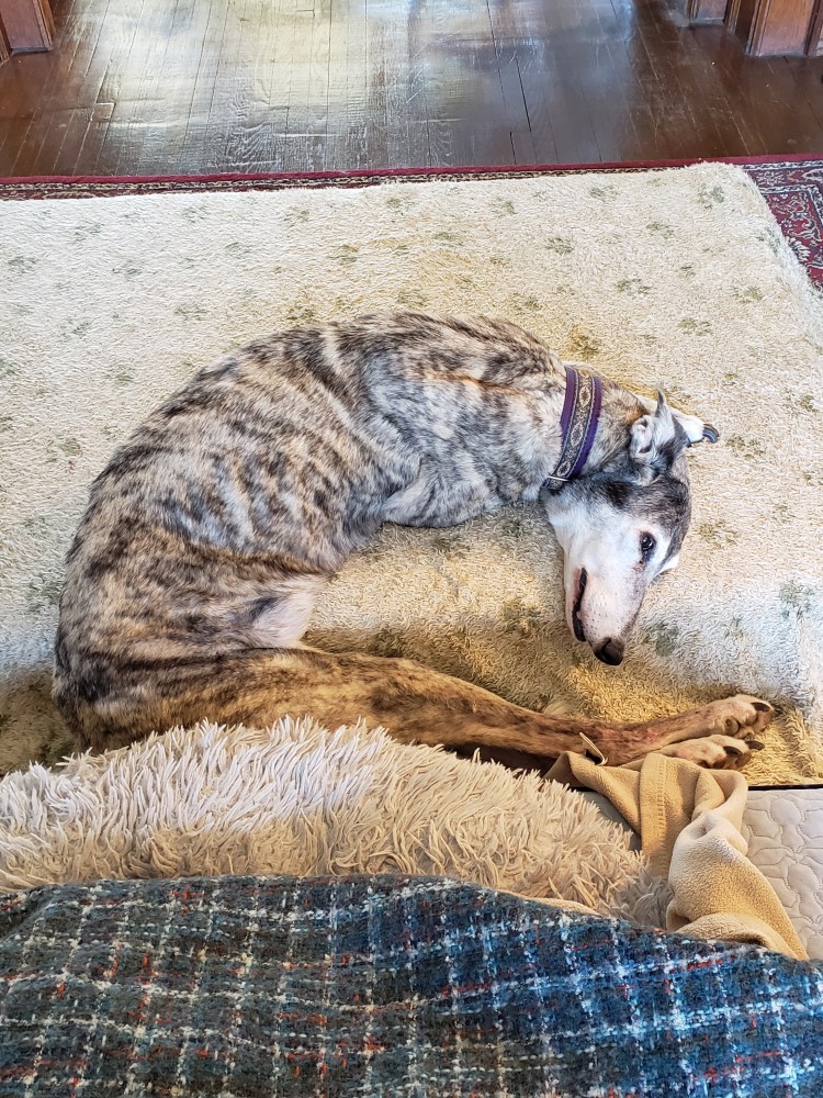 Lexie lying half on and half off of her bed