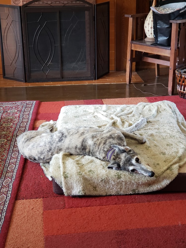 Lexie lying with her butt on the floor