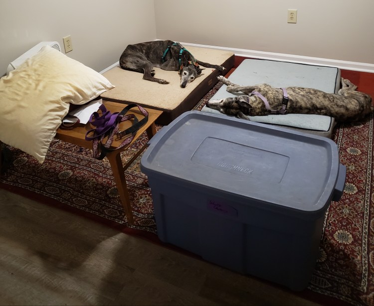 Two greyhounds lying on beds surrounded by a bin and coffee table piled with stuff