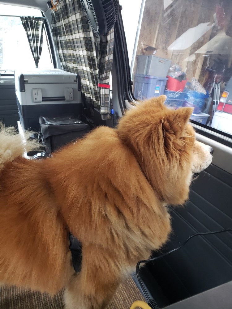Kelso the chow looking out the window