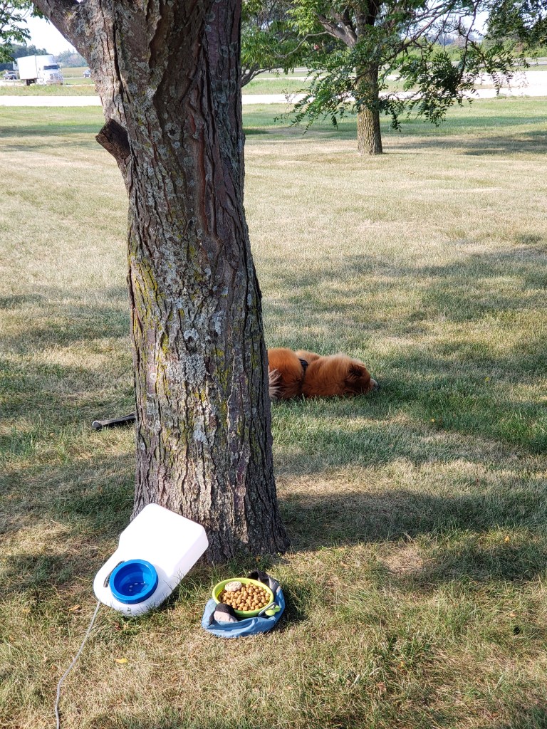 Kelso the chow sleeping by a tree
