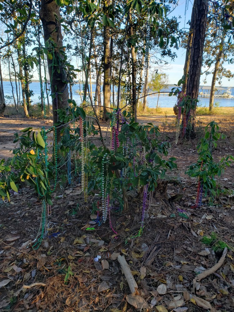 Mardi Gras beads draped over a small tree.