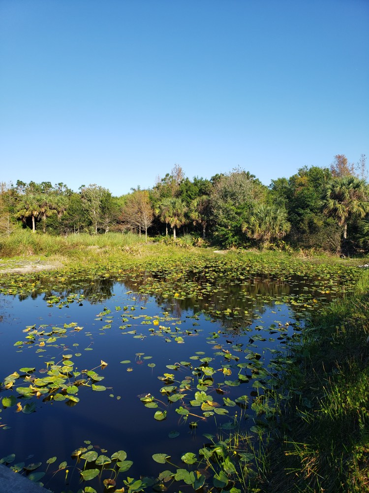 wetland in Freedom Park