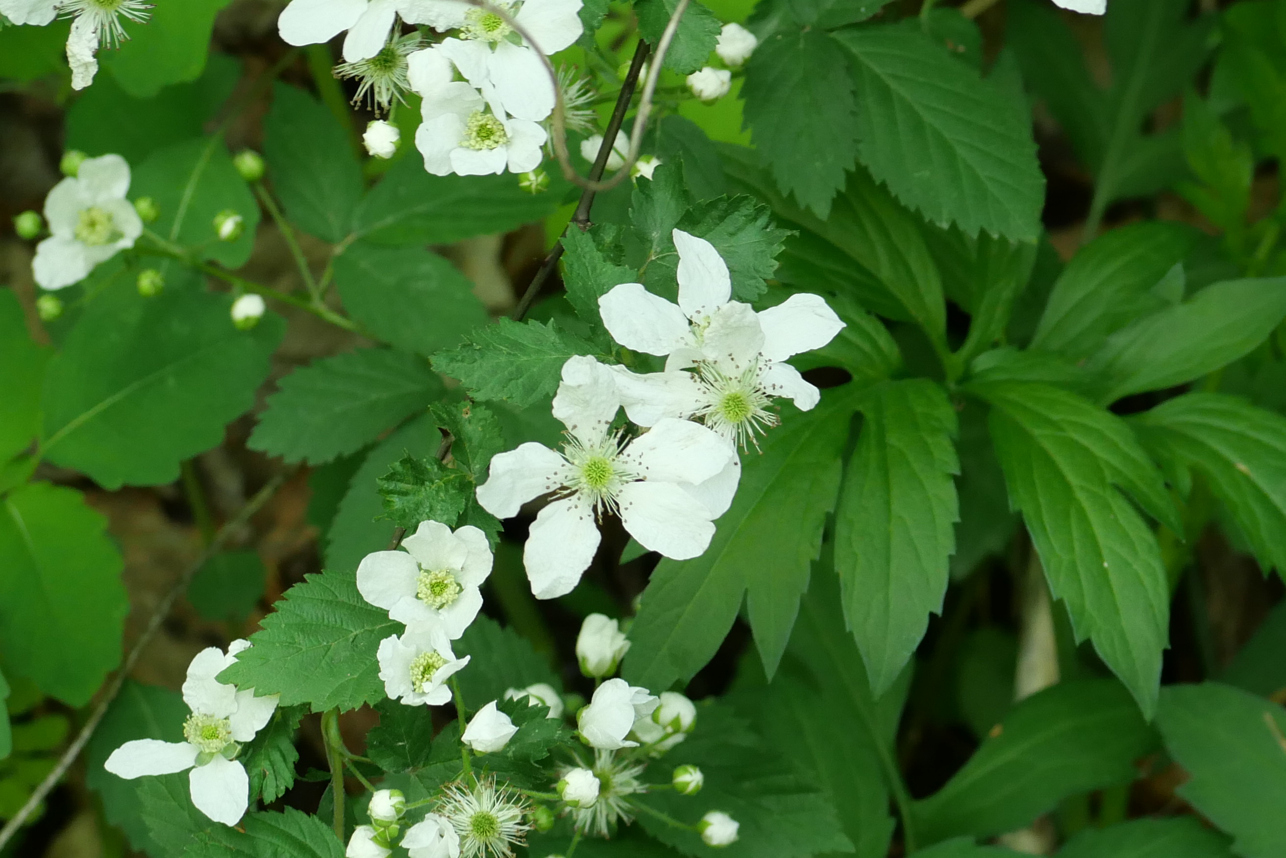 Blackberry flowers
