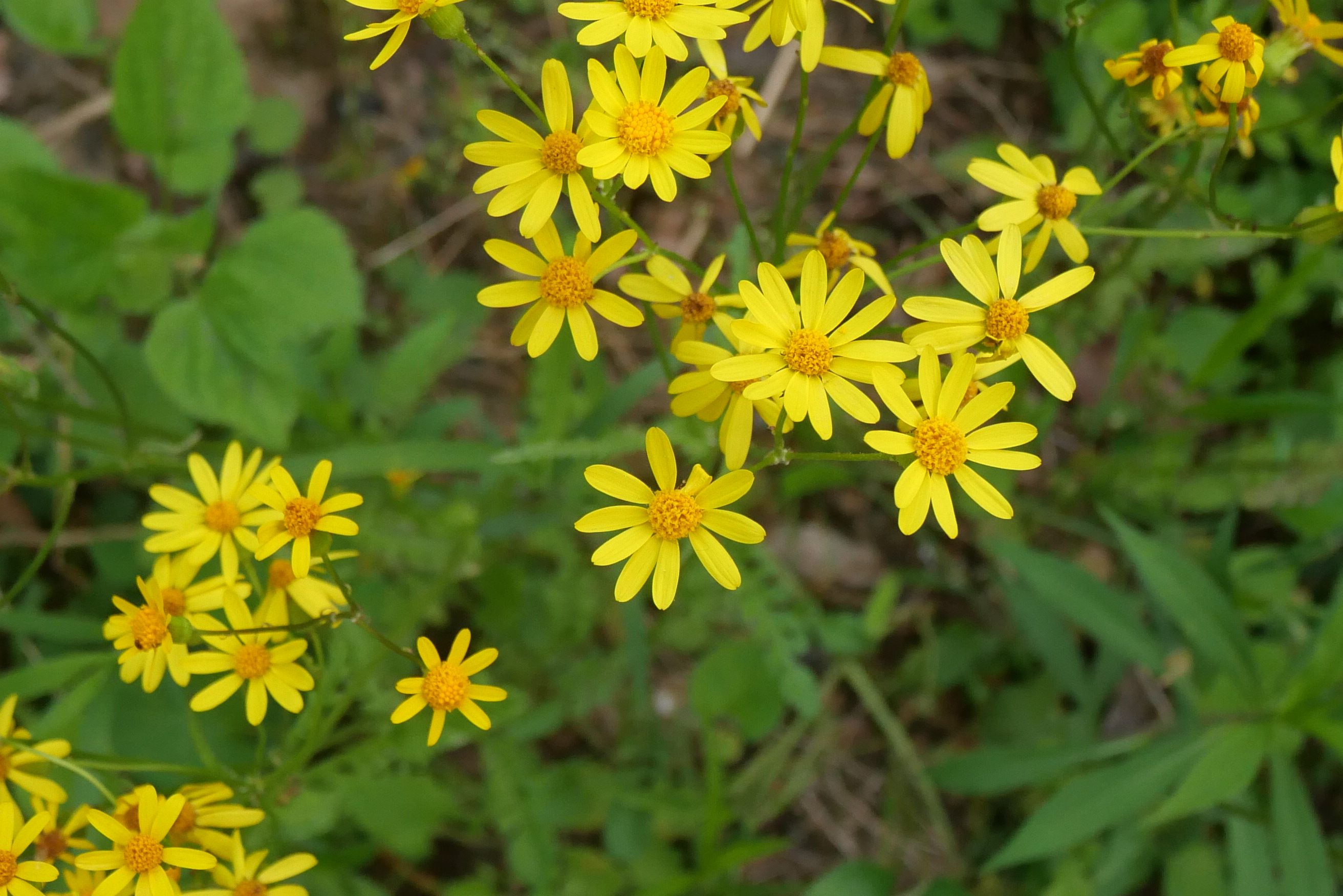 Butterweed