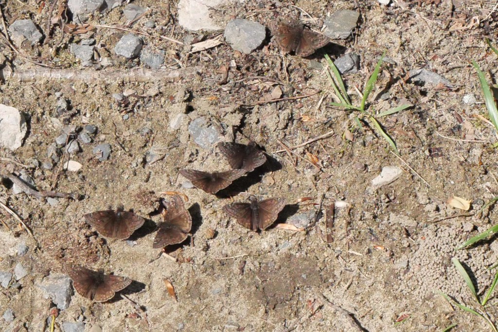 Dreamy Duskywing buttefflies on damp ground