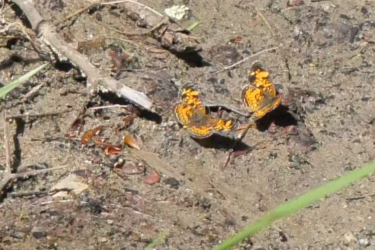 Two Mimic Crescent butterflies on a damp ground