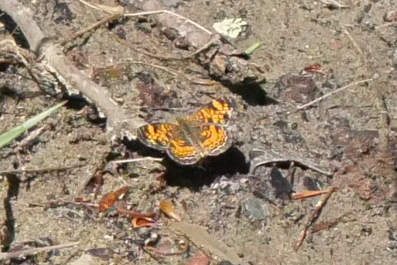 One Mimic Butterfly on damp ground