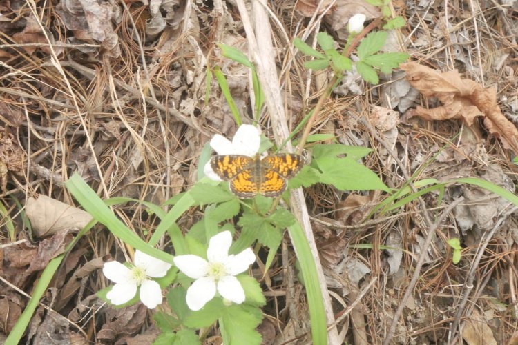 Pearl Crescent butterfly on a flower