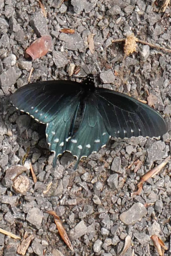 Pipevine Swallowtail
