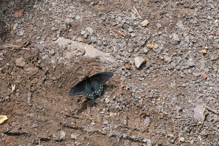 Pipevine Swallowtail