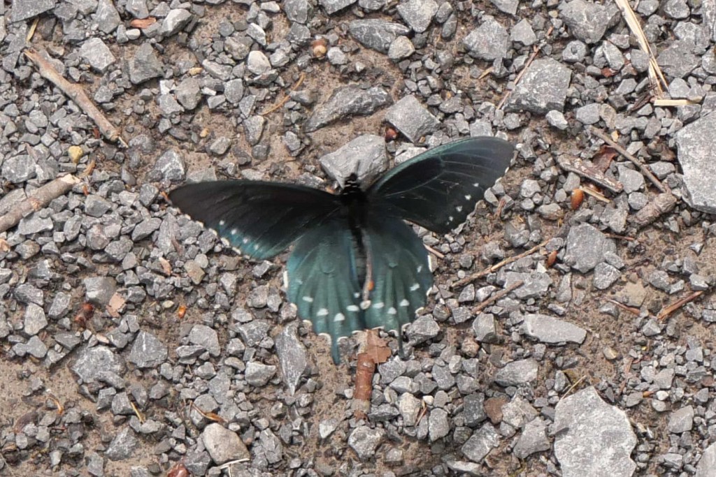 Pipevine Swallowtail