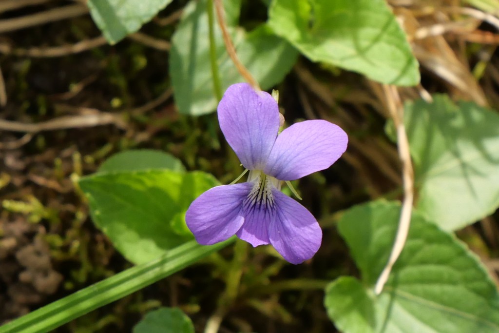 Common Blue Violet