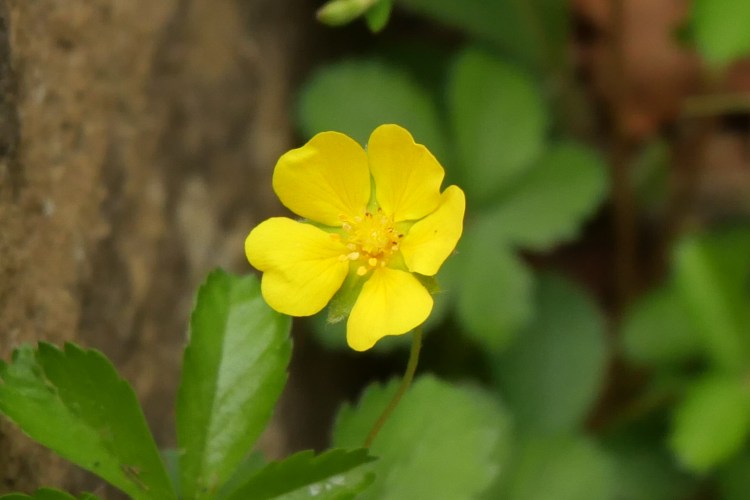 Common Cinquefoil