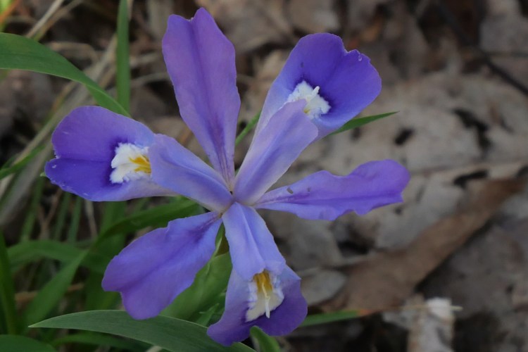Crested Dwarf Iris