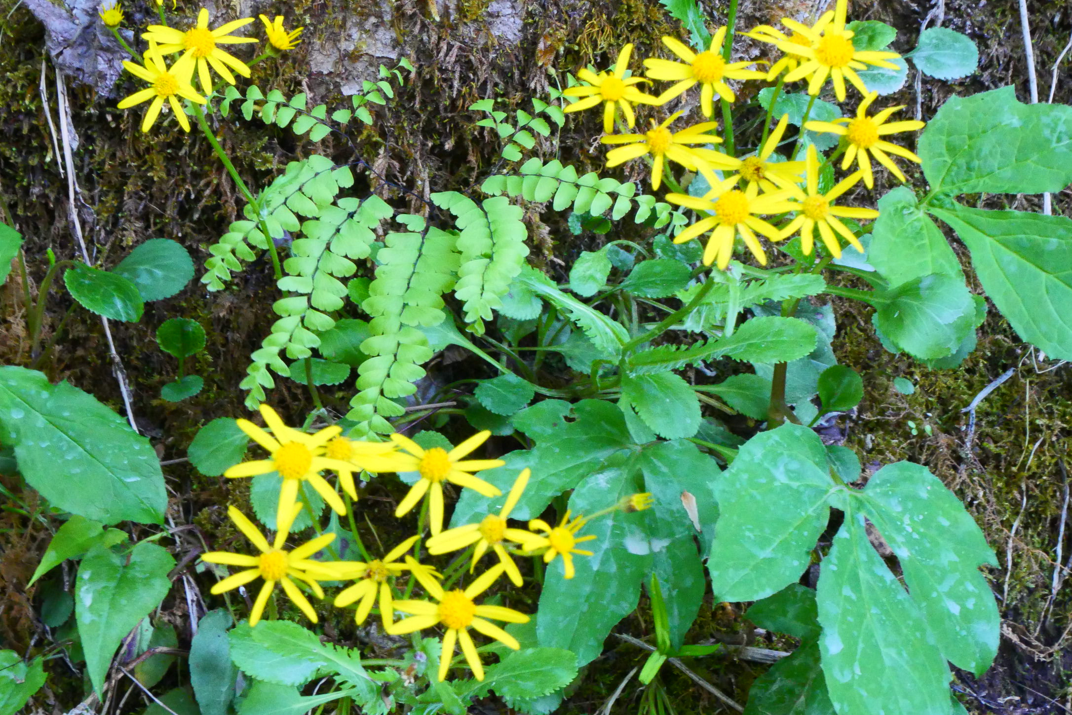 Golden Ragwort with a fern