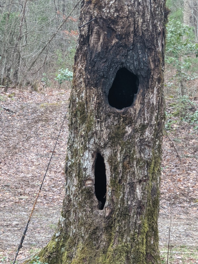 Tree with two very deep holes. One that looks like an eye has been scorched.