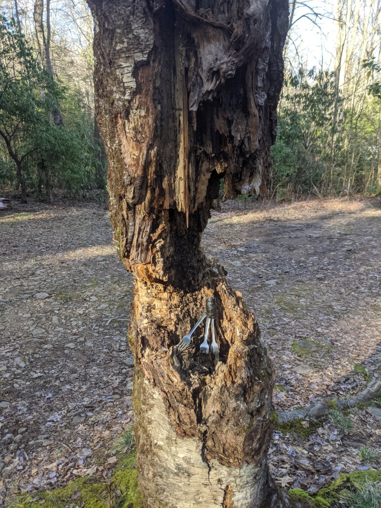 Tree that is severly carved out and has forks stuck in the large gash