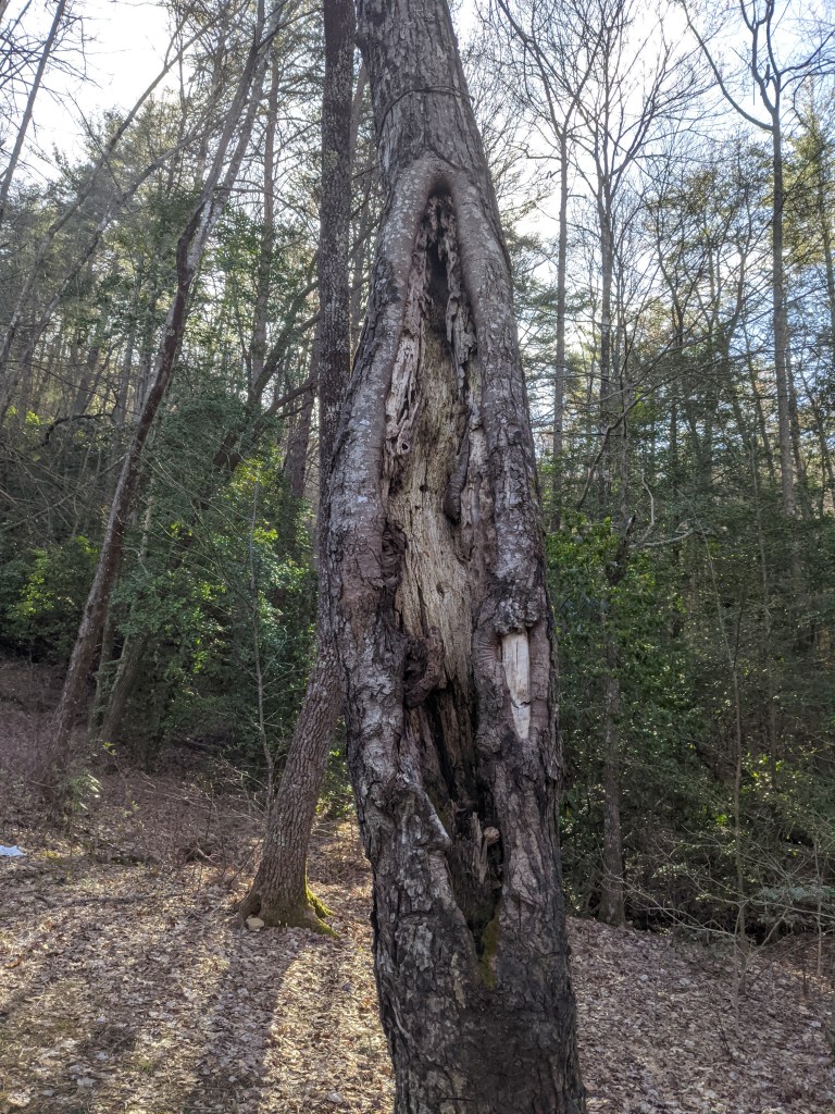 Tree with a very large knot
