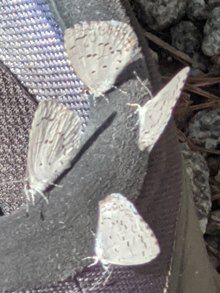 Four Spring Azure Butterflies on a shoe