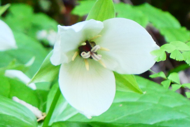 Large Flowered Trillium