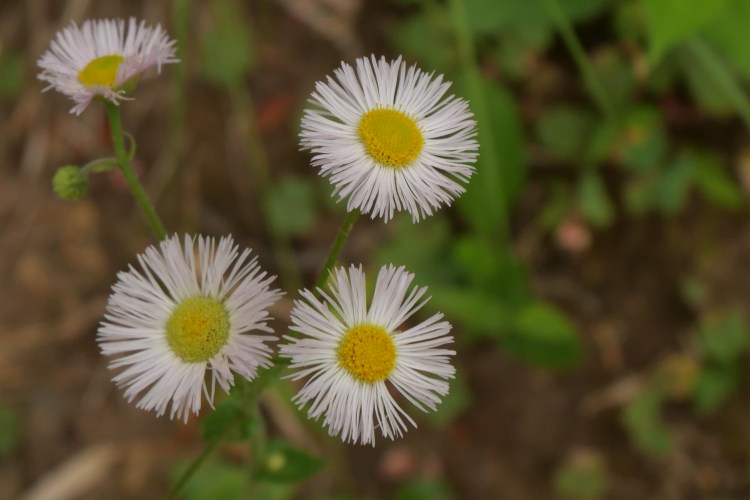 Philadelphia Fleabane