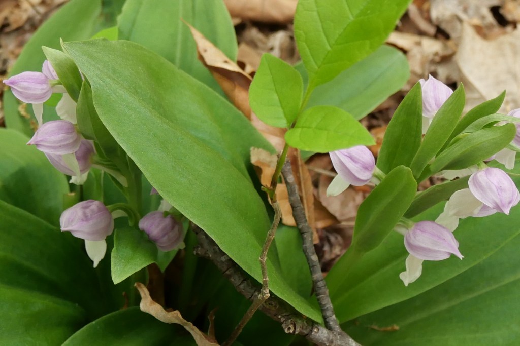 Showy Orchis