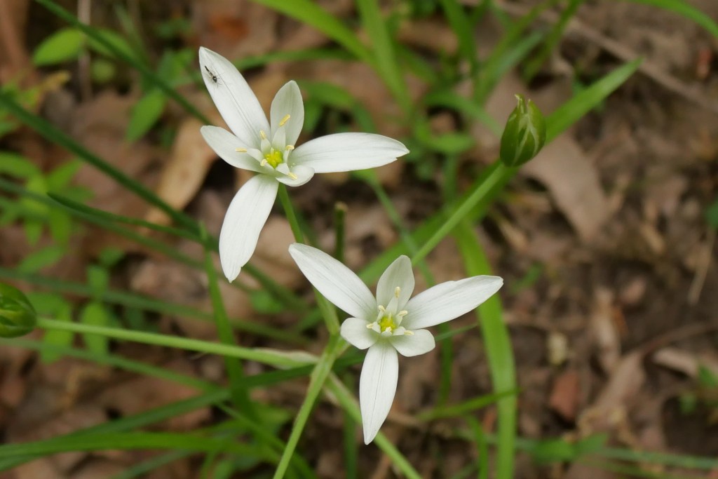 White Topped Sedge
