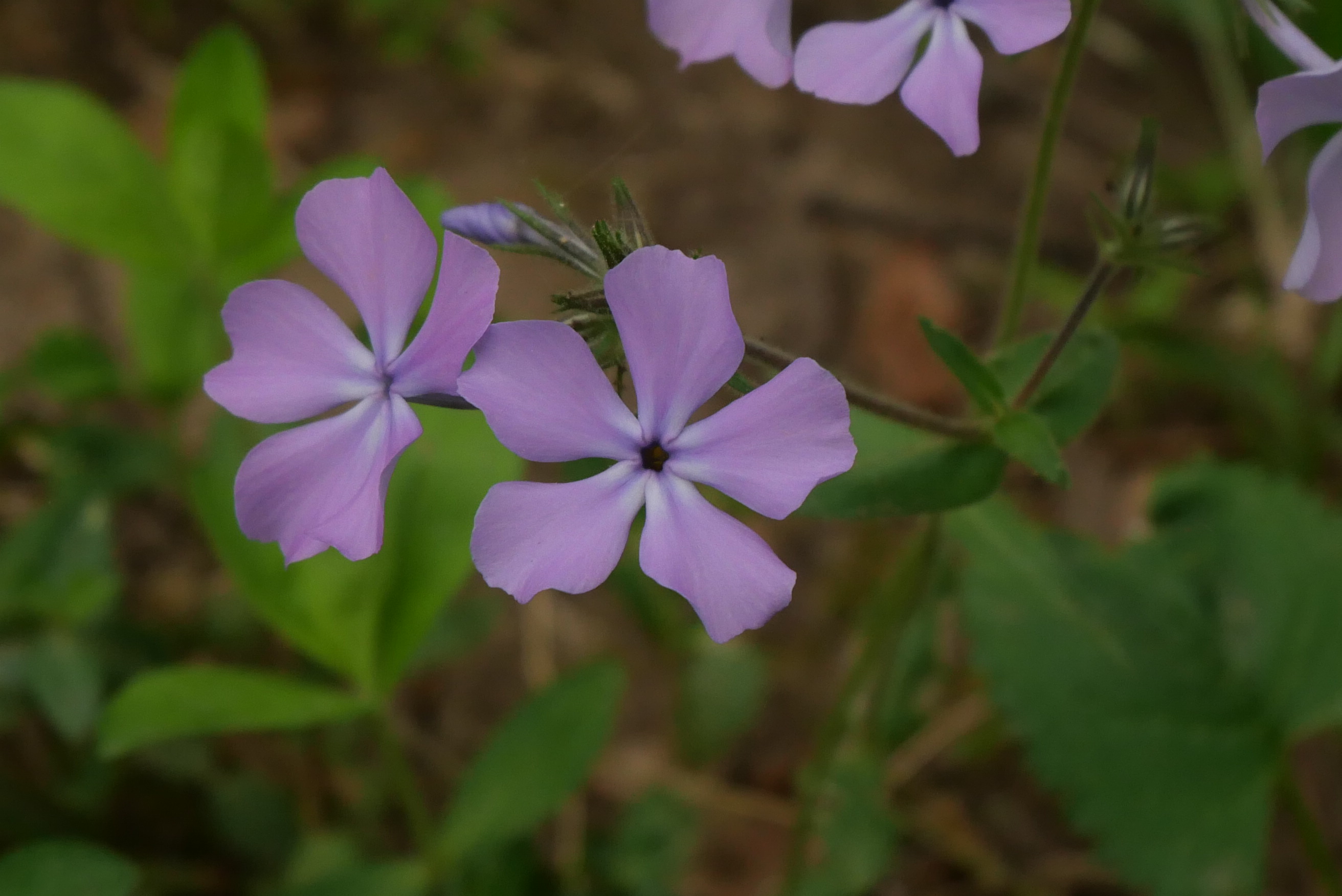 Wild Blue Phlox