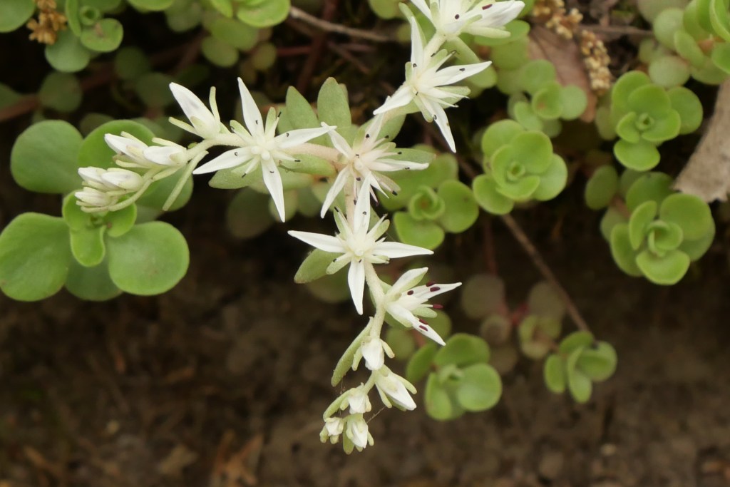Woodland Stonecrop