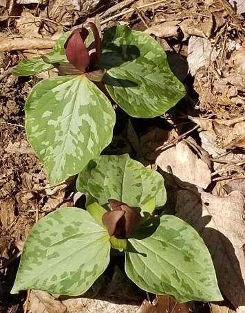 Toadshade, Red Trillium