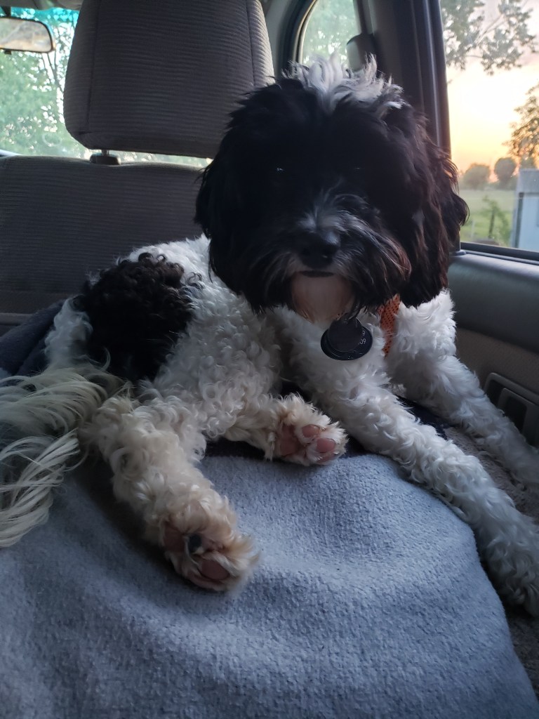 Poppy lying on top of blankets in the car
