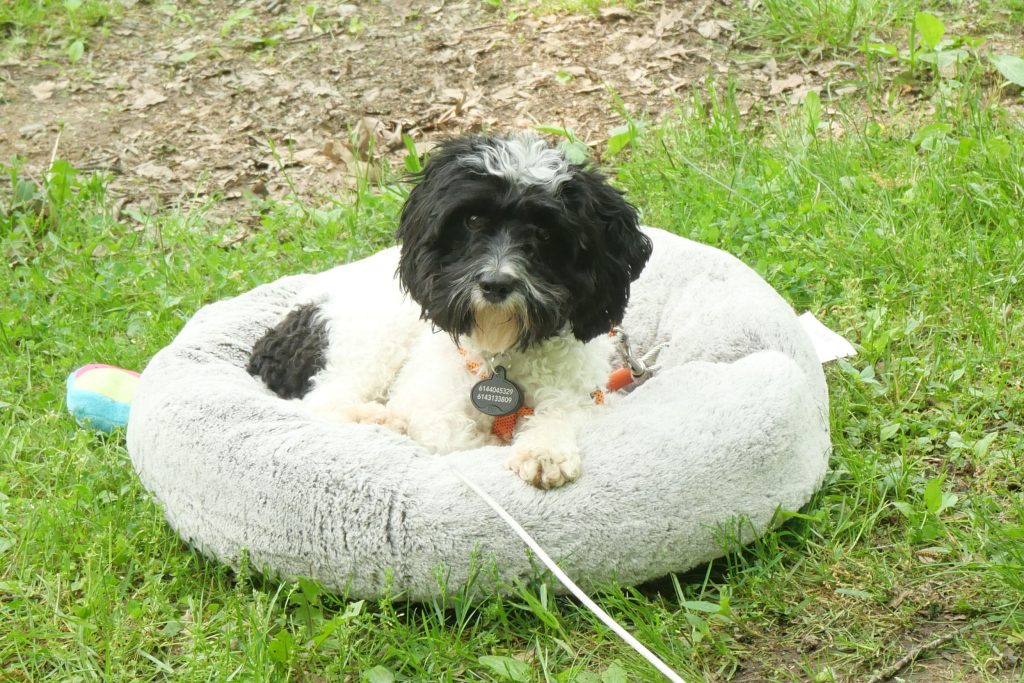 Poppy in her bed in the grass
