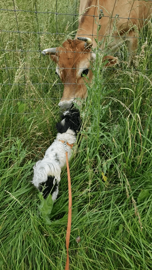 Poppy meeting Bam Bam through the fence
