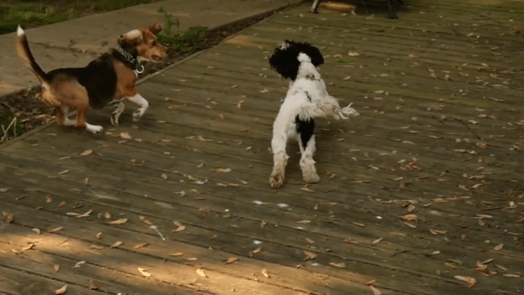 Cora and Poppy playing on the deck

