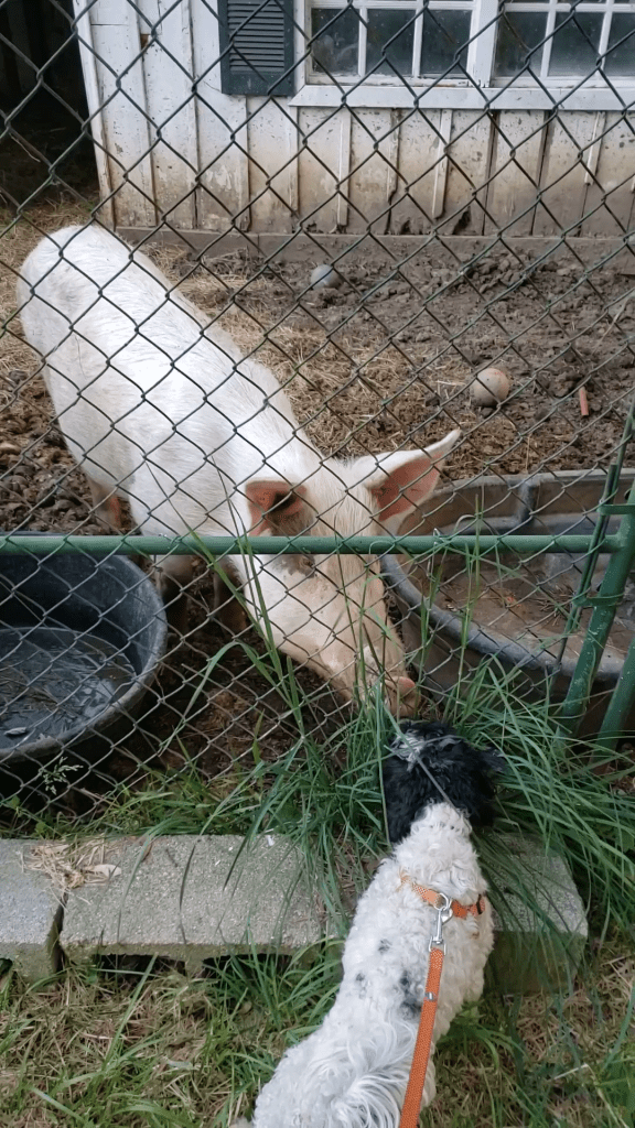Poppy meeting Trooper through the fence