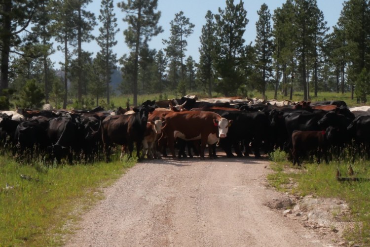 Herd of cattle on a forest road