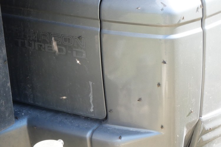 Flies on the read of the van