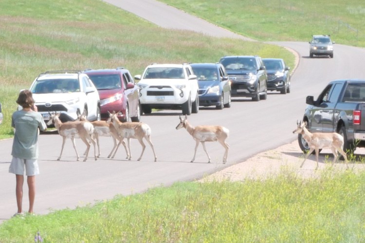 Pronghorn walking across the road in front of cars