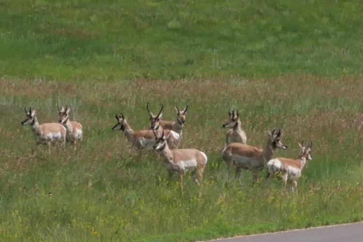 Herd of Pronghorn