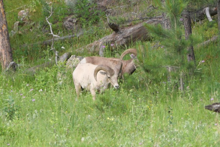 Bighorn sheep