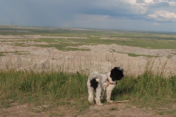 Poppy looking at the view
