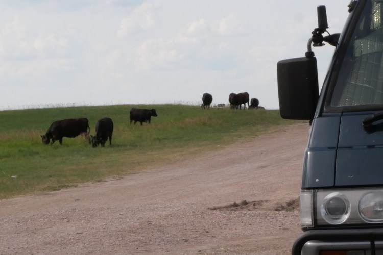 Cattle outside of van