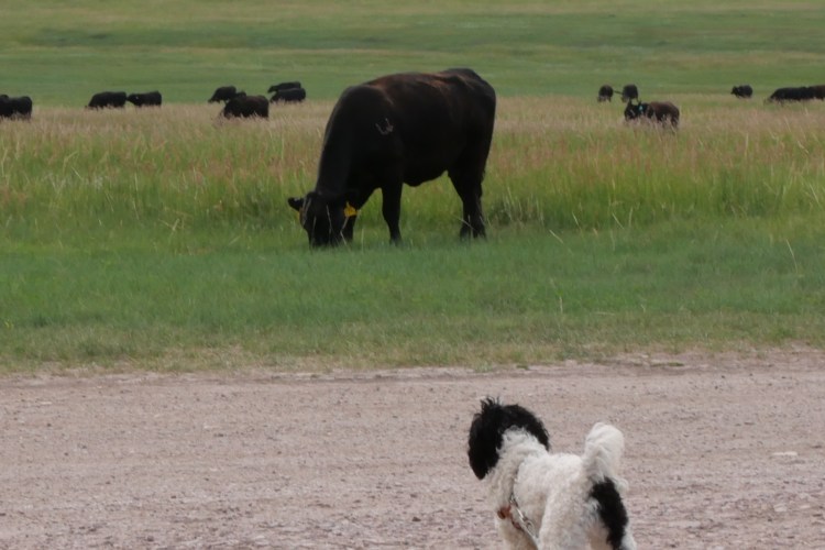 Poppy looking at cattle across the road