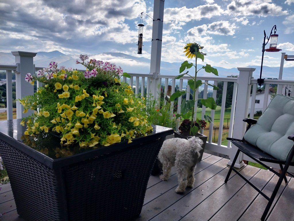 dog on a balcony 
