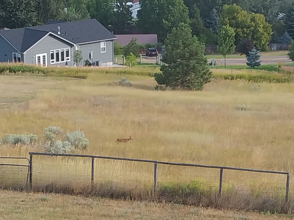 deer in a field