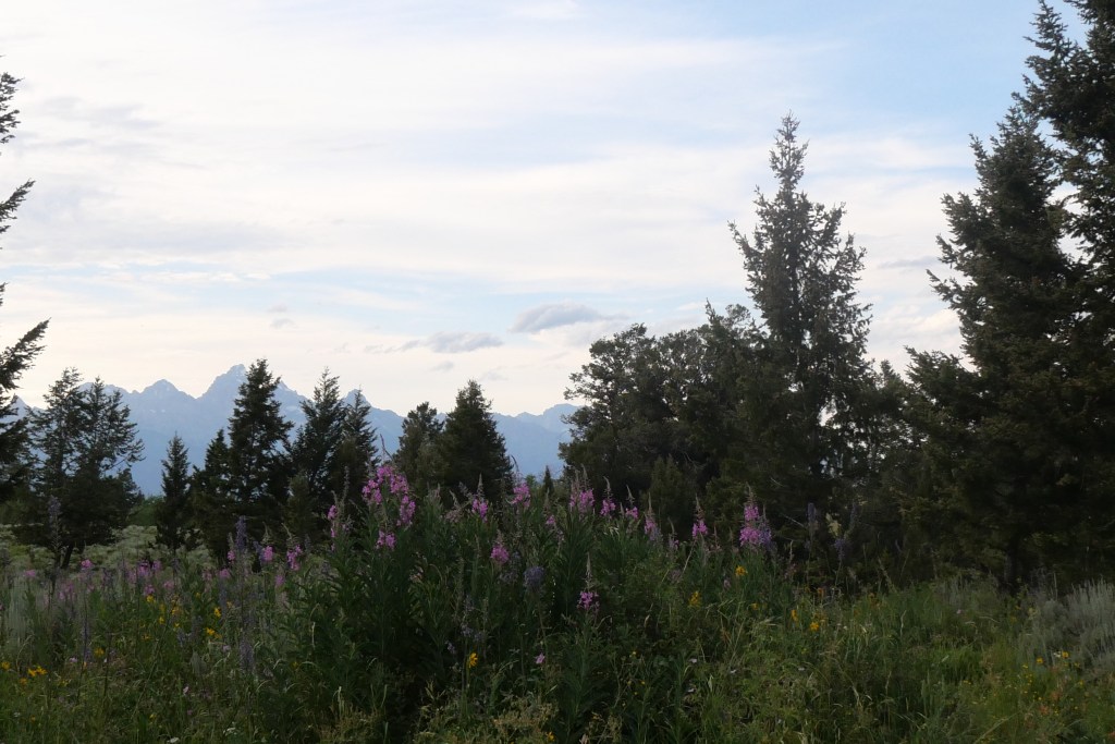 wildflowers and trees in front of the Teton range