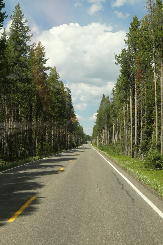 Pine tree lined road